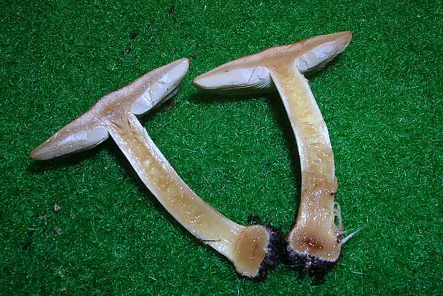 Pholiota spec. (cfr. Pholiota mixta)